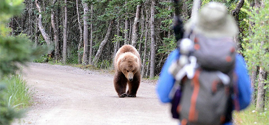 Hiking in Bear Country and Good Practices to Follow: Part 2 of 2