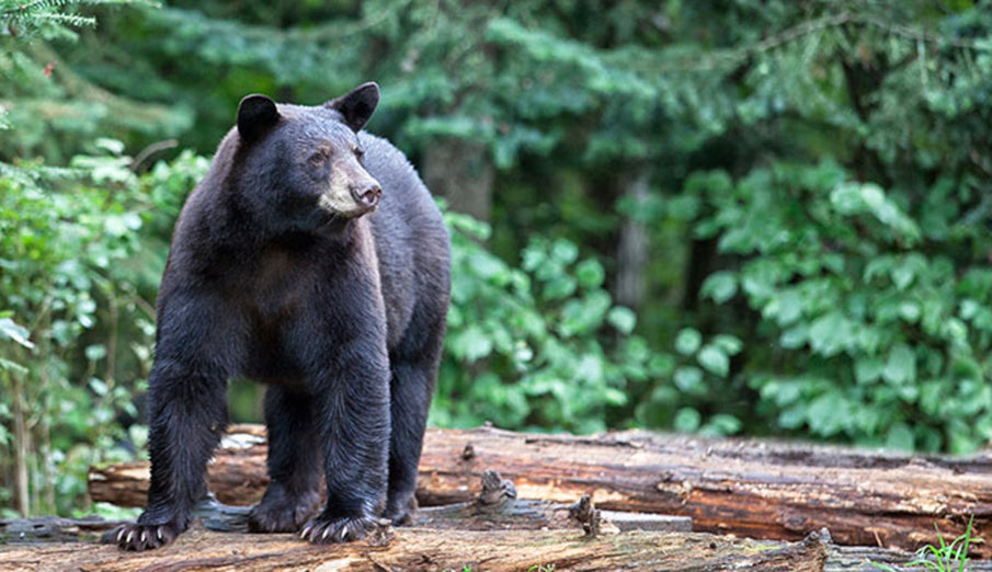 Hiking in Bear Country and Good Practices to Follow: Part 1 of 2